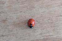 Coccinella septempunctata