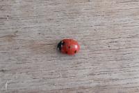 Coccinella septempunctata