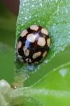 Adalia decempunctata