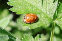 Harmonia quadripunctata