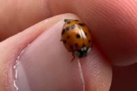 Harmonia axyridis