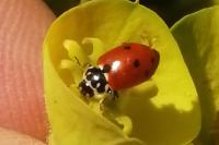Hippodamia variegata
