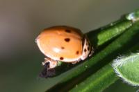 Harmonia quadripunctata