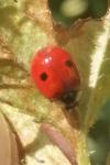 Adalia bipunctata