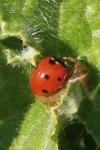Coccinella septempunctata