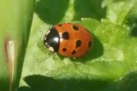 Coccinella undecimpunctata