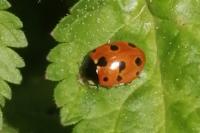 Coccinella undecimpunctata