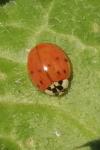 Harmonia axyridis