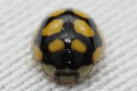 Oenopia lyncea