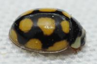 Oenopia lyncea