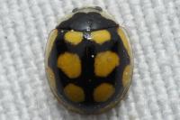 Oenopia lyncea