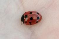 Coccinella undecimpunctata