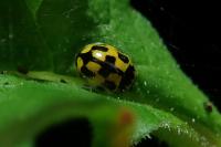 Propylea quatuordecimpunctata