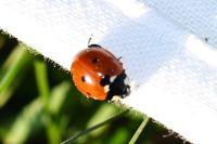 Coccinella septempunctata