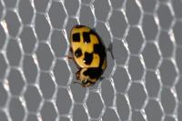 Propylea quatuordecimpunctata