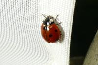 Coccinella septempunctata