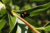 Adalia bipunctata