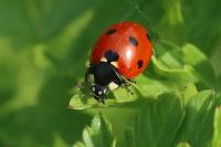 Coccinella septempunctata