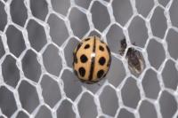 Tytthaspis sedecimpunctata