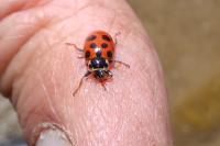 Hippodamia tredecimpunctata