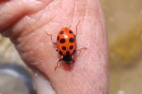 Hippodamia tredecimpunctata