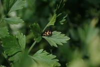 Propylea quatuordecimpunctata