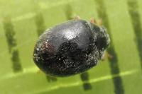 Scymnus rubromaculatus