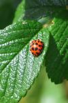Harmonia axyridis