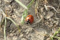Coccinella septempunctata