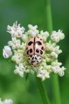 Oenopia conglobata