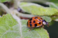 Harmonia axyridis