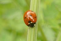 Coccinella septempunctata