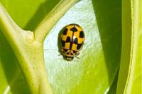 Propylea quatuordecimpunctata