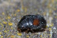Scymnus schmidti
