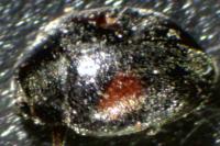 Scymnus schmidti