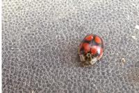 Adalia decempunctata