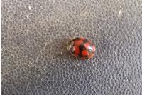 Adalia decempunctata