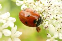 Coccinella septempunctata