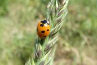 Coccinella septempunctata