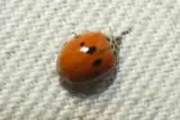 Adalia decempunctata