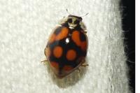 Adalia decempunctata