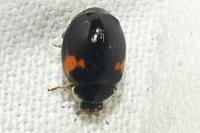 Adalia decempunctata