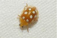 Halyzia sedecimguttata