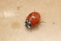 Coccinella septempunctata