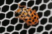Anisosticta novemdecimpunctata