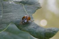 Harmonia quadripunctata
