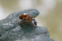 Harmonia quadripunctata