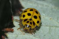 Psyllobora vigintiduopunctata