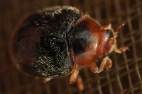 Scymnus ferrugatus