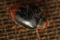 Scymnus ferrugatus